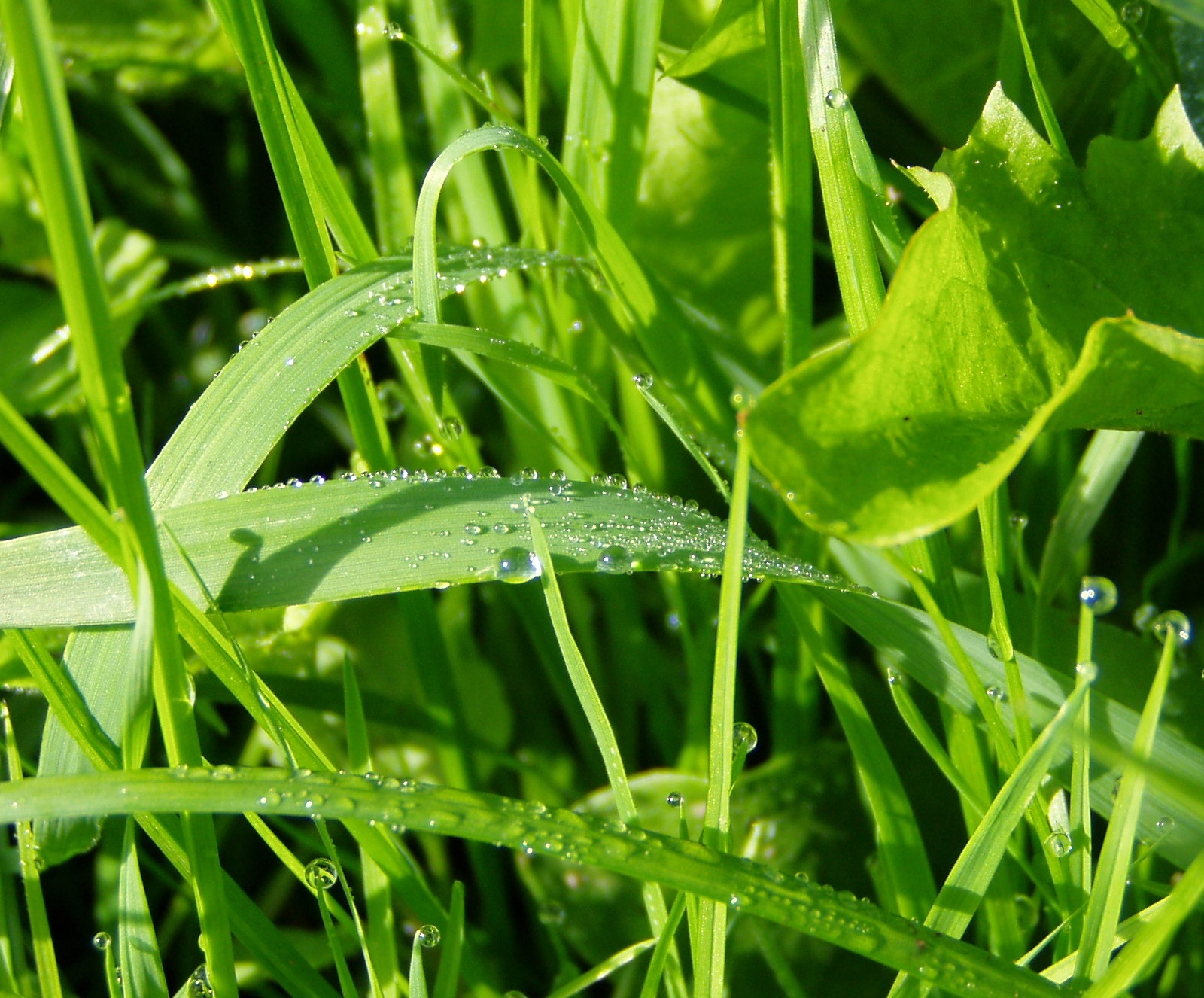 0808502 p8070123 hommikune kaste Hommikune loodus ja kaste rohulible peal. Foto Virgo Kruve