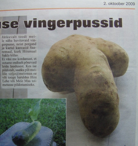 2. oktoober Meie Maa ajalehe foto, kus kartul on peenise kujuline ja sarnaneb genitaalidega.