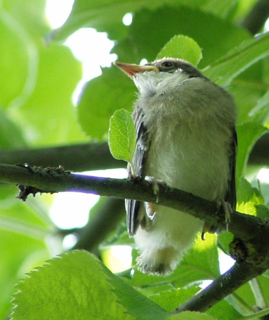 Linnupoeg. Olematu saba, lühikesed tiivad ja suur nokk ei viita veel tulevasele vilkale putukate otsijale. Suurust on tal praegu umbes 3-4 sentimeetrit ehk tihasest poole väiksem. Foto Virgo Kruve