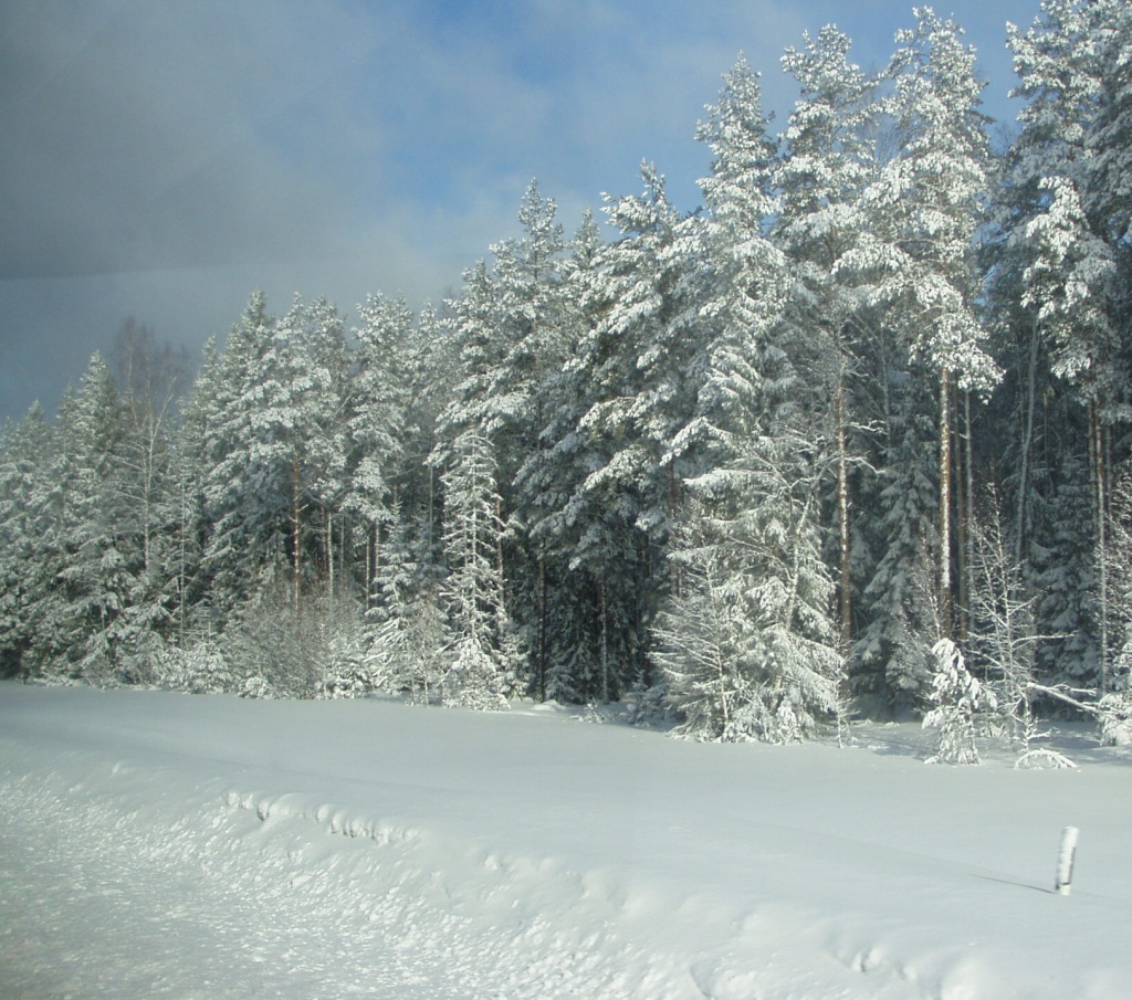 Talvise metsa pildi saab ka suuremaks klikkida. Autori foto 30. märts 2011 hommikust.