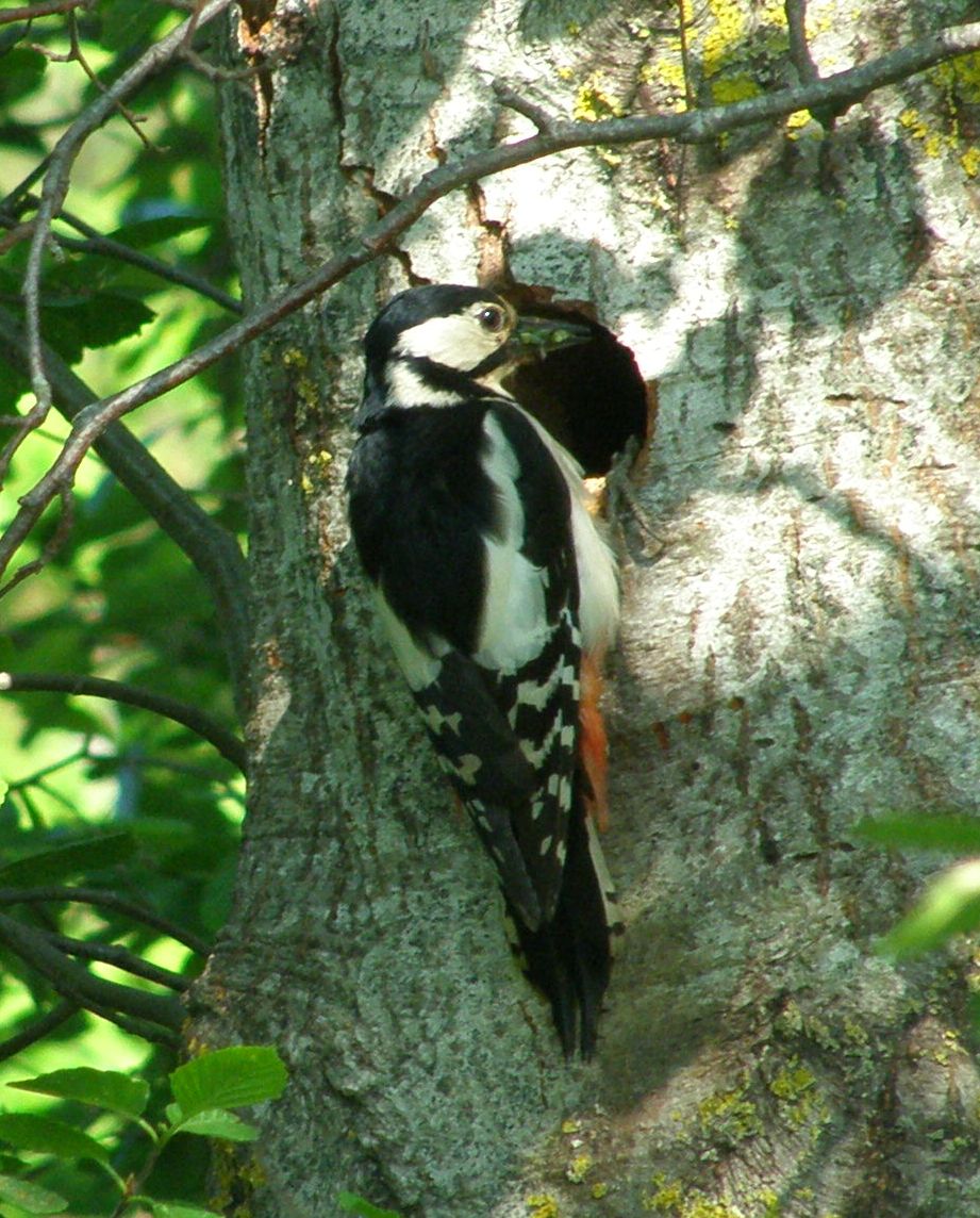 Suur-kirjurähn pesapuu küljes poegadele putukaid viimas. Foto Virgo Kruve 31.05.2013